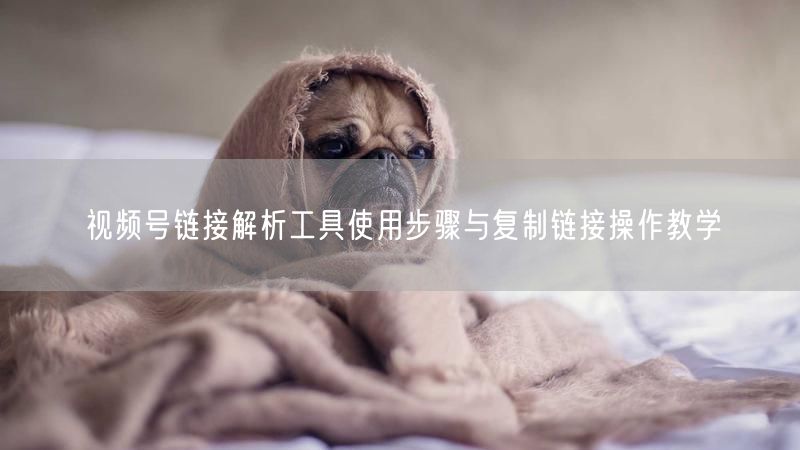 视频号链接解析工具使用步骤与复制链接操作教学