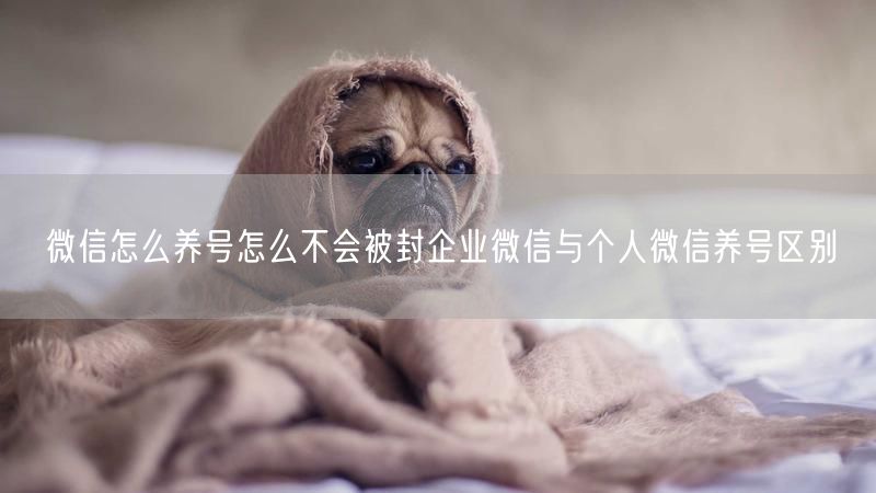 微信怎么养号怎么不会被封企业微信与个人微信养号区别