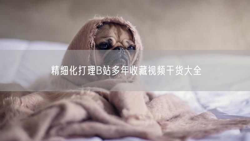 精细化打理B站多年收藏视频干货大全