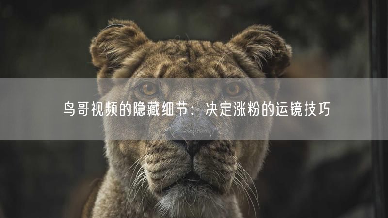 鸟哥视频的隐藏细节：决定涨粉的运镜技巧