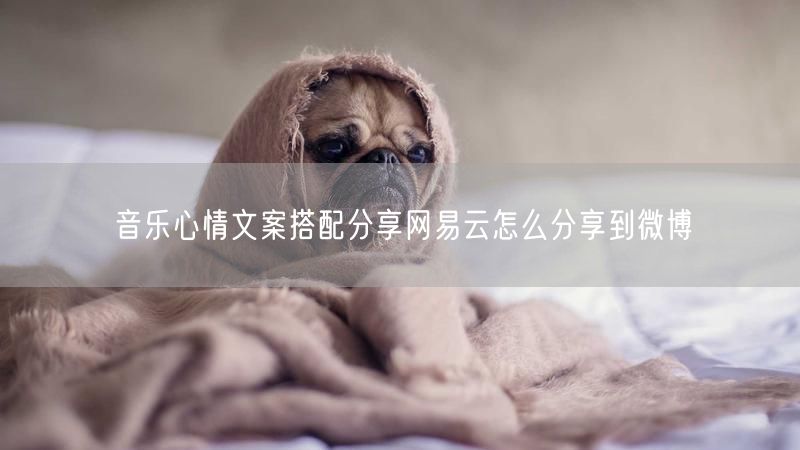 音乐心情文案搭配分享网易云怎么分享到微博